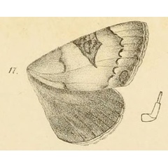 /filer/webapps/moths/media/images/L/limula_Epistona_HT_Moschler_1884_16_17.jpg
