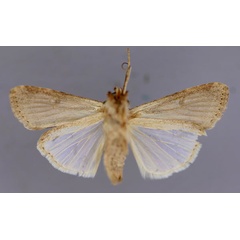 /filer/webapps/moths/media/images/E/exigua_Spodoptera_A_RMCA_02.jpg