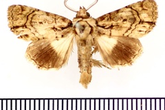 Aedia xanthophaes