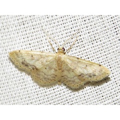 /filer/webapps/moths/media/images/P/pulveraria_Idaea_A_Braun.JPG