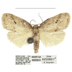 /filer/webapps/moths/media/images/G/gemina_Spatulosia_AM_ANHRT_01.jpg