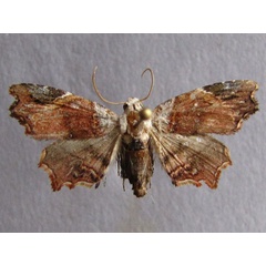 /filer/webapps/moths/media/images/D/durbanica_Trogocraspis_A_Baron_03.jpg