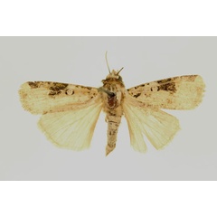 /filer/webapps/moths/media/images/B/basilewskyi_Mentaxya_HT_RMCA_02.jpg