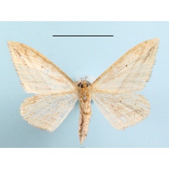 /filer/webapps/moths/media/images/S/silonaria_Scopula_A_MGCLb_01.JPG
