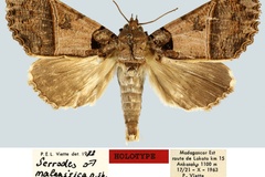 Serrodes malgassica