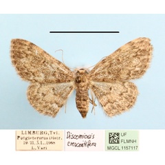 /filer/webapps/moths/media/images/C/crescentifera_Discomiosis_A_MGCLa_03.jpg