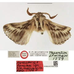 /filer/webapps/moths/media/images/A/arabica_Autosphyla_HT_NHMUK.jpg