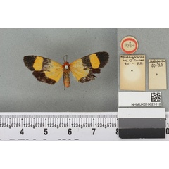 /filer/webapps/moths/media/images/T/tricolor_Isorropus_HT_BMNHa.jpg