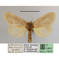/filer/webapps/moths/media/images/T/taeniosoma_Laelioproctis_A_MGCLa_03.JPG