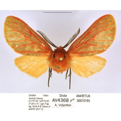 /filer/webapps/moths/media/images/S/smithi_Metarctia_HT_ANHRT_WXSiVUW.jpg