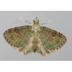 /filer/webapps/moths/media/images/G/grisea_Chloroclystis_A_Grobler_MZbKUsI.jpg