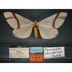 /filer/webapps/moths/media/images/C/candezei_Epanaphe_PT_RMCA_01.jpg