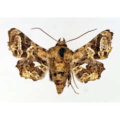 /filer/webapps/moths/media/images/F/fenestratella_Dysodia_AM_TMSA_01.jpg