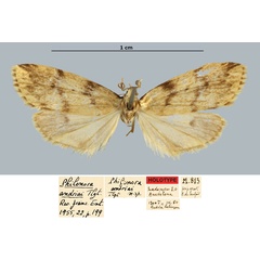/filer/webapps/moths/media/images/A/andriai_Philenora_HT_MNHN.jpg
