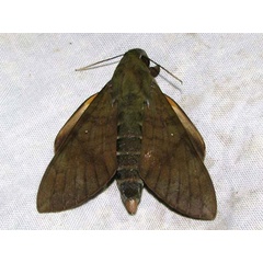 /filer/webapps/moths/media/images/F/funebris_Nephele_A_Goff.jpg