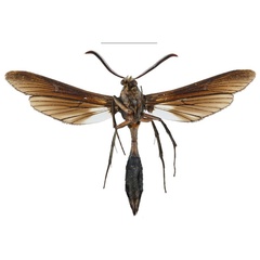 /filer/webapps/moths/media/images/M/melas_Pseudodelta_HT_SMNSb.jpg