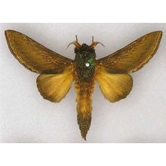 /filer/webapps/moths/media/images/M/marshalli_Grellada_AM_NHMUK.jpg