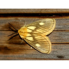 /filer/webapps/moths/media/images/P/polana_Cosuma_A_Wursten.jpg
