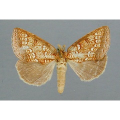 /filer/webapps/moths/media/images/A/argyrophora_Baliopteryx_AF_RMCA.jpg
