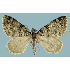 /filer/webapps/moths/media/images/C/cidariata_Piercia_AM_ZSMa.jpg