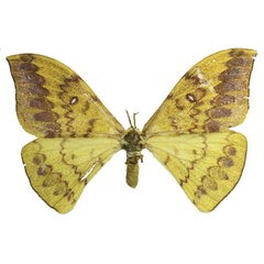 /filer/webapps/moths/media/images/Z/zanzibarica_Tagoropsis_AF_RMBHa.jpg