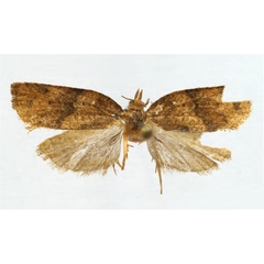 /filer/webapps/moths/media/images/S/saotome_Choristoneura_PTF_ZMJU.jpg