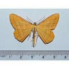 /filer/webapps/moths/media/images/F/fulvescens_Melinoessa_A_Goff_01.jpg