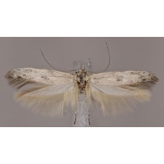 /filer/webapps/moths/media/images/S/sihvoneni_Haploscythris_HT_ZMUH.jpg