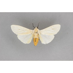 /filer/webapps/moths/media/images/P/puella_Ustjuzhania_HT_BMNH.jpg