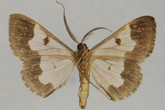 Zamarada sagitta