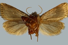 Buakea kaeuae