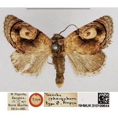 /filer/webapps/moths/media/images/S/sphaerophora_Tarache_HT_NHMUK.jpg