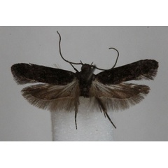 /filer/webapps/moths/media/images/E/eriozona_Anarsia_A_Bidzilya_02.jpg