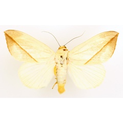 /filer/webapps/moths/media/images/A/allardi_Hypopyra_AM_TMSA.jpg