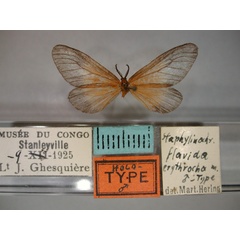 /filer/webapps/moths/media/images/E/erythrocha_Staphylinochrous_HT_RMCA_01.jpg