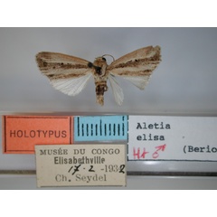 /filer/webapps/moths/media/images/E/elisa_Aletia_HT_RMCA.jpg