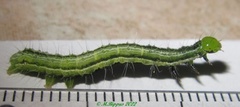 /filer/webapps/moths/media/images/O/orichalcea_Trichoplusia_C_Bippus.jpg
