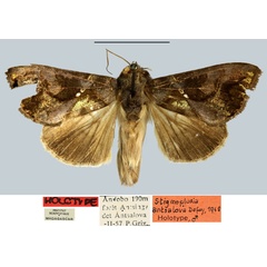 /filer/webapps/moths/media/images/A/antsalova_Plusia_HT_MNHN.jpg