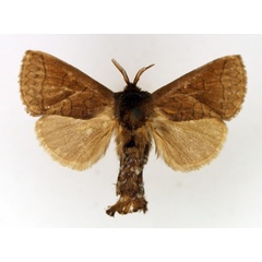 /filer/webapps/moths/media/images/D/dialeuca_Metarbela_AM_TMSA_02.jpg