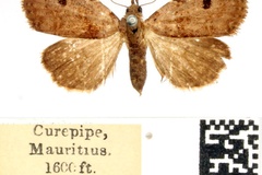 Rivula dispar