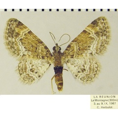 /filer/webapps/moths/media/images/D/derasata_Pasiphila_AM_ZSM.jpg