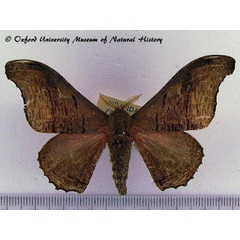 /filer/webapps/moths/media/images/A/ansorgei_Micragone_AM_OUMNH_01_svamnvQ.jpg