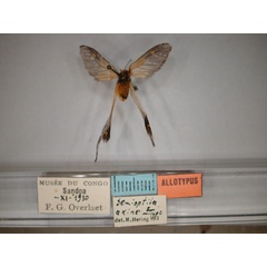 /filer/webapps/moths/media/images/A/axine_Semioptila_AT_RMCA_01.jpg