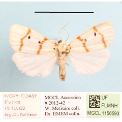 /filer/webapps/moths/media/images/T/togoana_Cyana_A_MGCLa_02.JPG