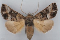 Illa nefanda