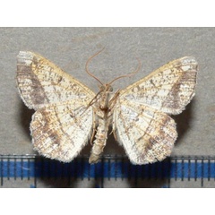 /filer/webapps/moths/media/images/A/angolaria_Chiasmia_A_Goffb_01.jpg