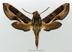 /filer/webapps/moths/media/images/O/orpheus_Theretra_AM_Basquin_04a.jpg