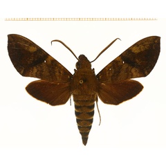 /filer/webapps/moths/media/images/M/monostigma_Nephele_A_DePrins.jpg