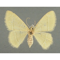 /filer/webapps/moths/media/images/A/attenuata_Chlorissa_AF_TMSA.jpg