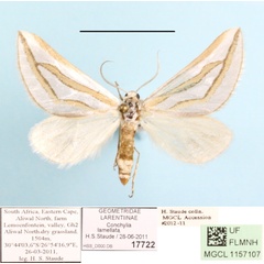 /filer/webapps/moths/media/images/L/lamellata_Conchylia_A_MGCL.JPG